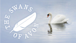 Swans of Avon web banner